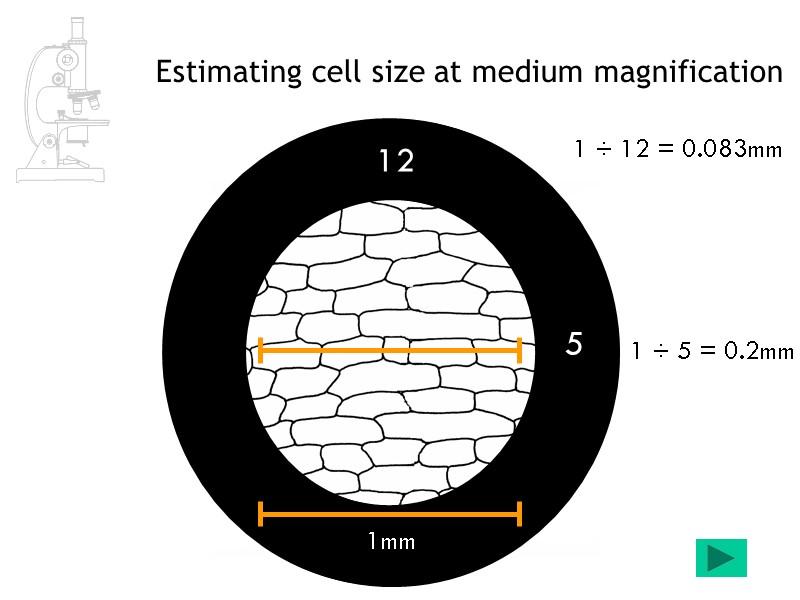Estimating cell size at medium magnification 1mm 5 1 ÷ 5 = 0.2mm 12